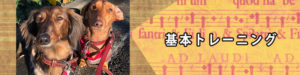 基本ドッグトレーニング