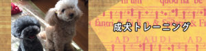 成犬トレーニング