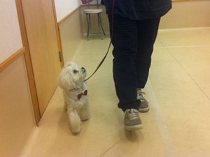 基本のドッグトレーニング